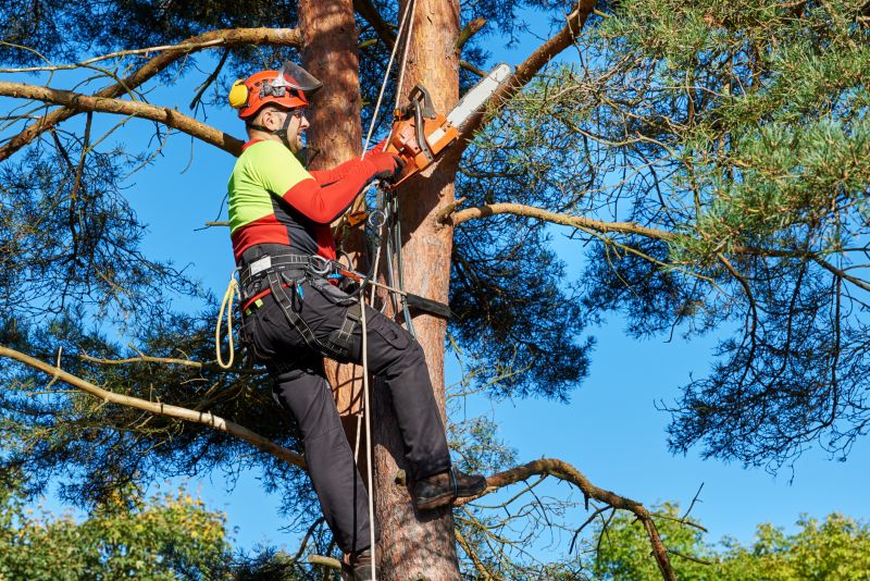 Hazardous Tree Extraction