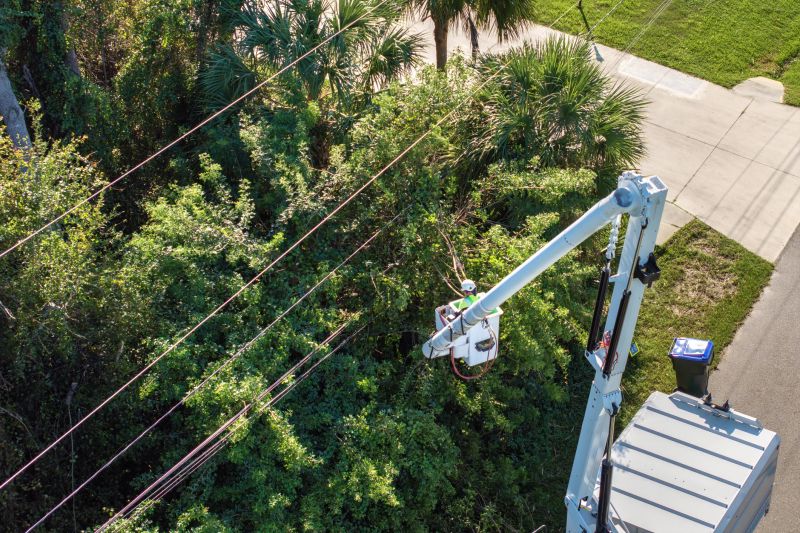 Tree Near Power Lines