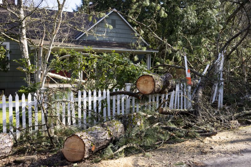 Large Tree Being Removed