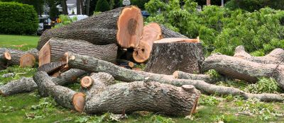 Hickory Tree Removal in Bucks County, PA