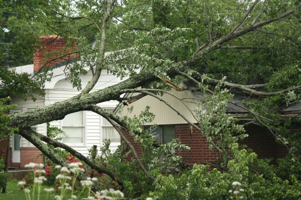 Commercial Tree Service
